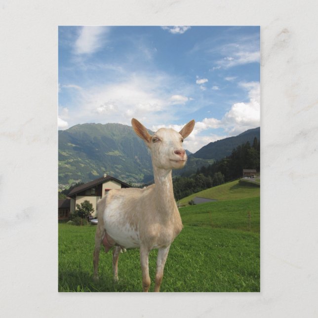 Weißziege Postkarte (Vorderseite)