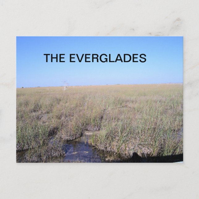 WEIT DER EVERGLADES POSTKARTE (Vorderseite)