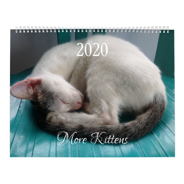 Weitere Kätzchen-Wall-Kalender - HAMbyWG Kalender (Titelbild)