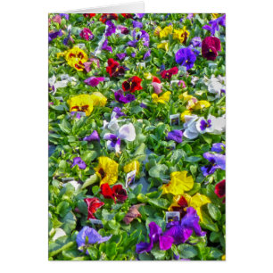 Weitere Stiefmütterchen