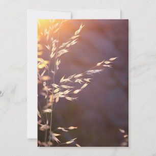 Weizen am Morgen Dankeskarte