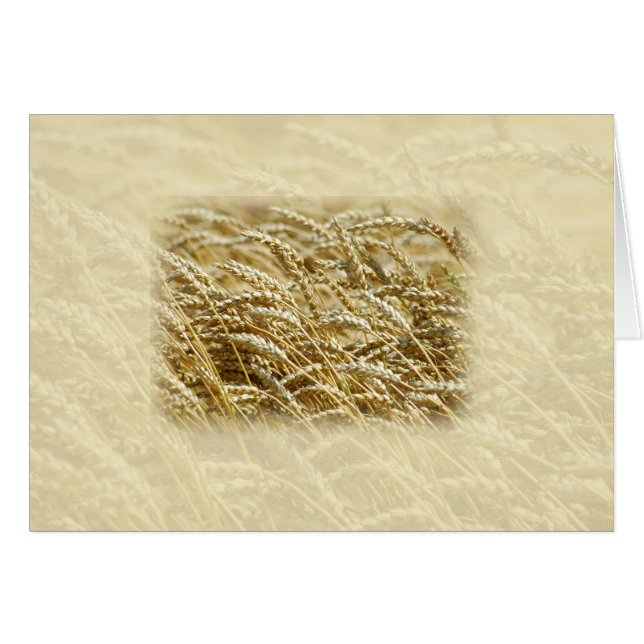 Weizen-Feld (Vorderseite (Horizontal))