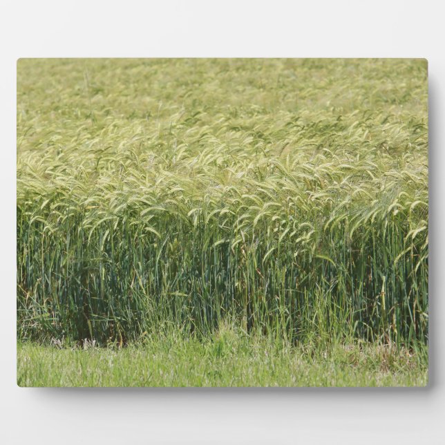 Weizen - Geschmackvoll! Fotoplatte (Vorderseite)