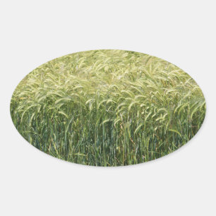 Weizen - Geschmackvoll! Ovaler Aufkleber