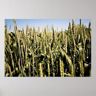 Weizen Poster