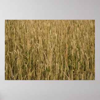 Weizen Poster