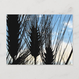 Weizen und Himmel 2012 Postkarte