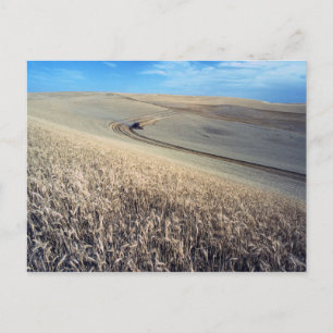 Weizenernte auf dem Feld Postkarte
