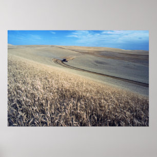 Weizenernte Poster