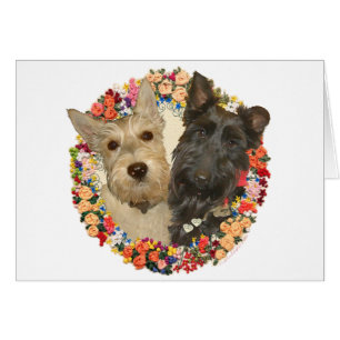 Weizenfarbene und schwarze Scotties
