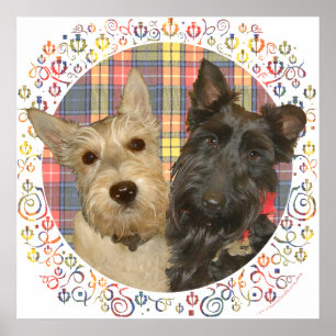 Weizenfarbene und schwarze Scotties auf Tartan Poster