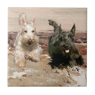 Weizenfarbene und schwarze Scotties laufen Fliese