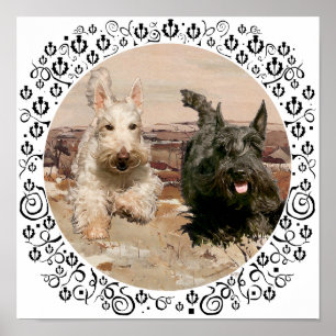 Weizenfarbene und schwarze Scotties laufen Poster