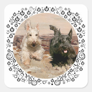 Weizenfarbene und schwarze Scotties laufen Quadratischer Aufkleber