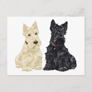 Weizenfarbene und schwarze Scottish Terrier Postkarte