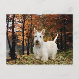 Weizenfarbener Schottischer Terrier Herbst Postkarte
