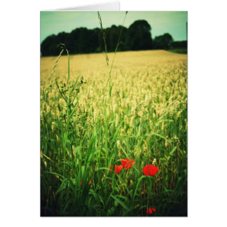 Weizenfeld - Deutschland