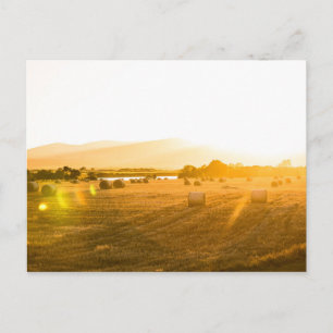 Weizenfeld Dornoch, Nordschottland, Vereinigtes Postkarte