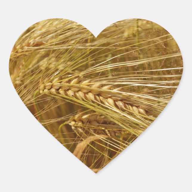 Weizenfeld. Es ist ernte Zeit! Herz-Aufkleber (Vorderseite)