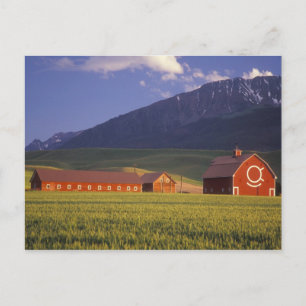 Weizenfeld im Wallowa-Tal, kurz außerhalb Postkarte