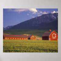 Weizenfeld im Wallowa Valley, direkt außerhalb