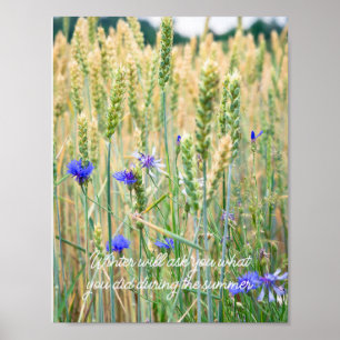 Weizenfeld mit blauen Kornblumen Poster