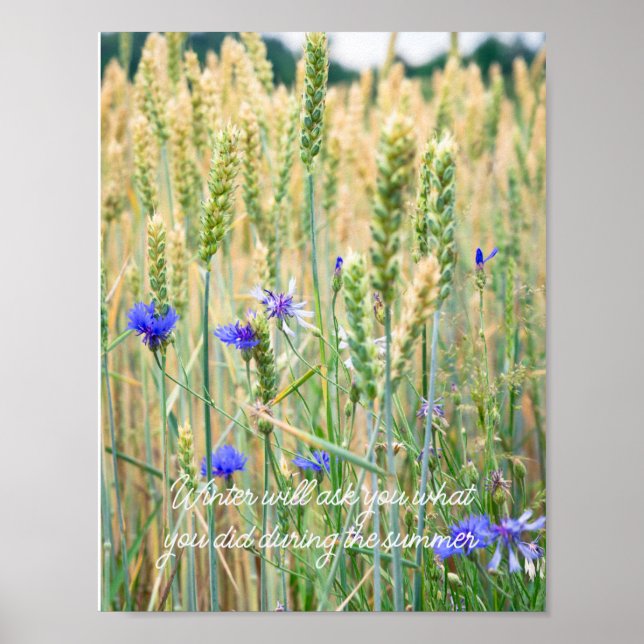 Weizenfeld mit blauen Kornblumen Poster (Vorne)