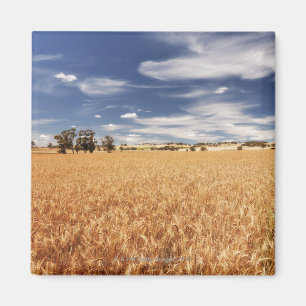 Weizenfeld, Victoria, Australien Magnet