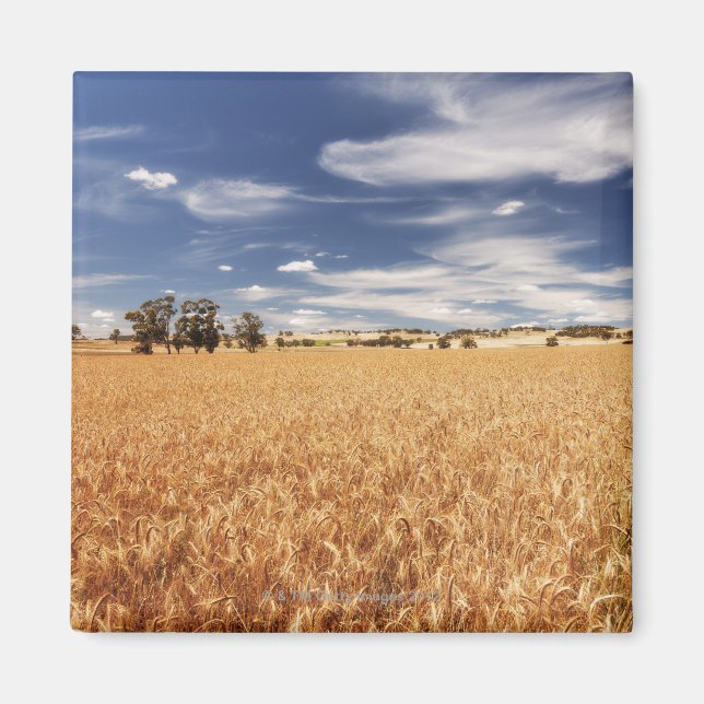 Weizenfeld, Victoria, Australien Magnet (Vorne)