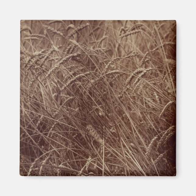 Weizenfeld (von Eugène Atget) Magnet (Vorne)