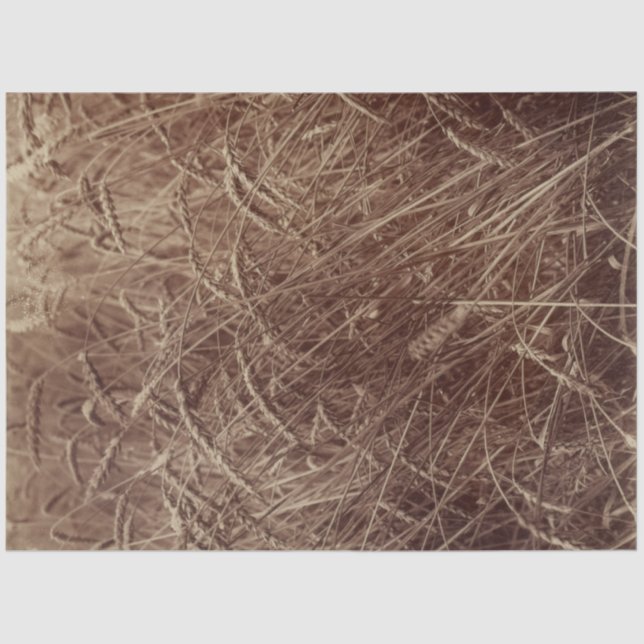 Weizenfeld (von Eugène Atget) Seidenpapier (Vorderseite)