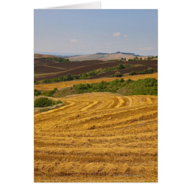 Weizenfelder nach der Ernte (Vorne)