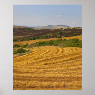 Weizenfelder nach der Ernte Poster