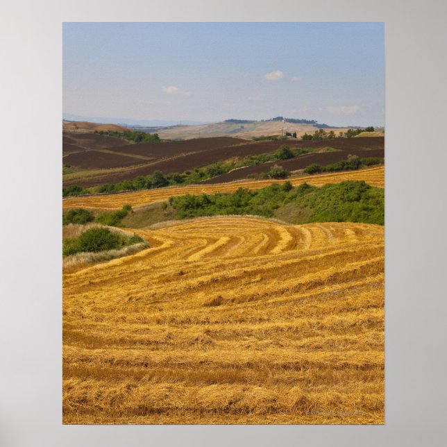 Weizenfelder nach der Ernte Poster (Vorne)