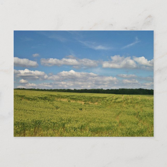 Weizenfelder Postkarte (Vorderseite)