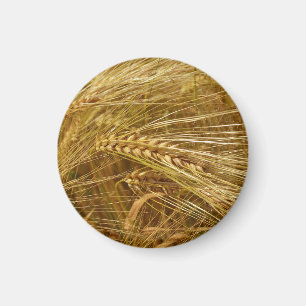 Weizenkörner auf dem Feld. Es ist Erntezeit!  Magnet