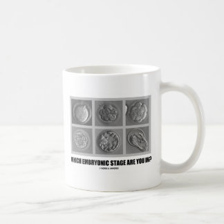 Welche embryonale Bühne sind Sie herein? (Embryos) Tasse