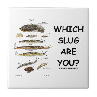 Welche Schnecke sind Sie? (Verschiedene Arten der Fliese