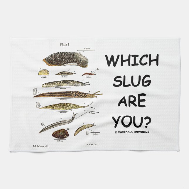 Welche Schnecke sind Sie? (Verschiedene Arten der Handtuch (Horizontal)