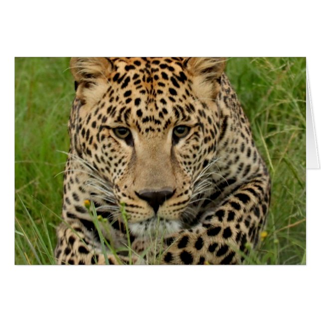 WELCOME LEOPARD (Vorderseite (Horizontal))