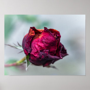 Welkende tiefrote Rosenknospe mit Regentropfen Poster