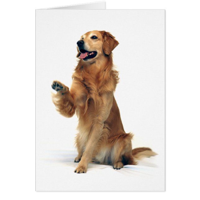 Wellenartig bewegendes golden retriever (Vorne)