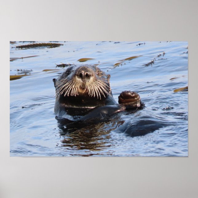 Wellenseeotter Poster (Vorne)