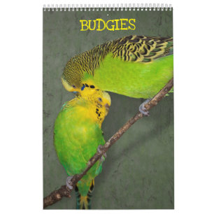 Wellensittich-Kalender Kalender