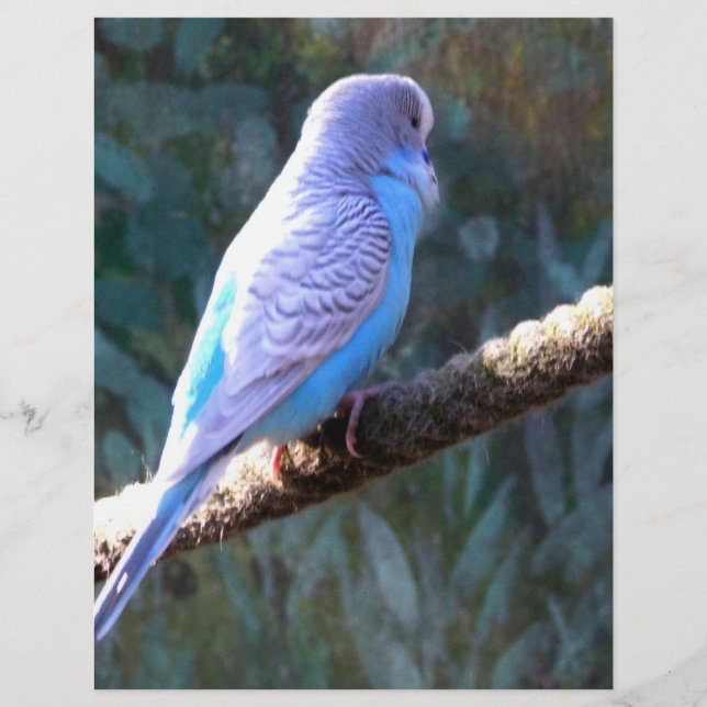 Wellensittich-Vogel Flyer (Hinten)