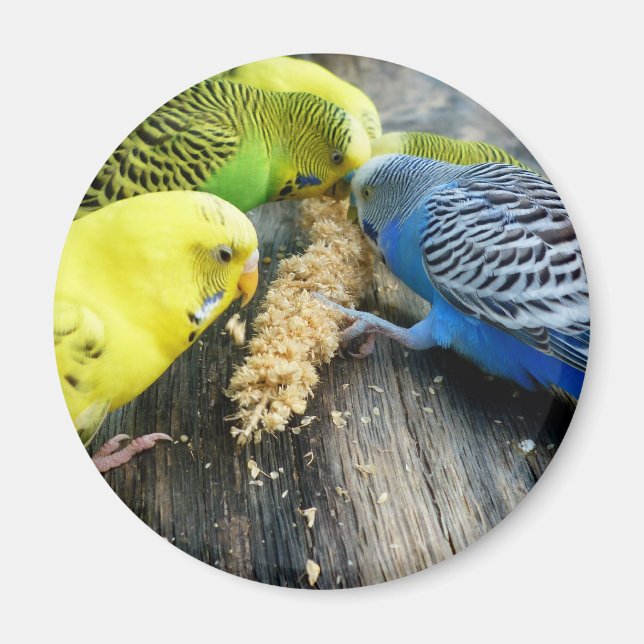 Wellensittiche (Melopsittacus undulatus) Magnet (Vorne)