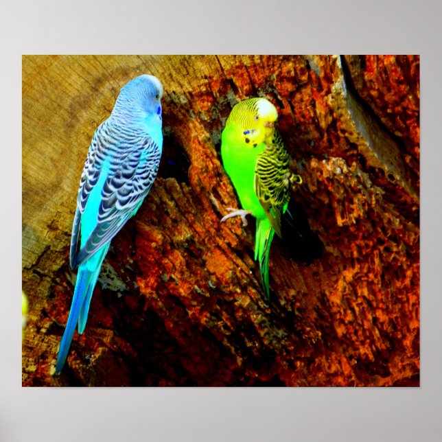 Wellensittiche (Melopsittacus undulatus) Poster (Vorne)