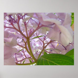 Wellness Heilung Touch Kunstgeschenke Hydrangea Bl Poster