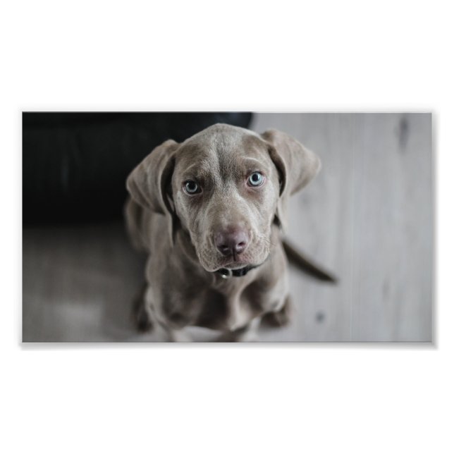 Welmaraner-Welpe Fotodruck (Vorne)