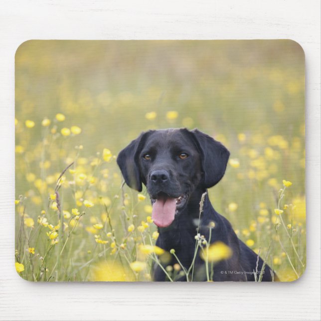 Welpe, 16 Monate 2 Mousepad (Vorne)